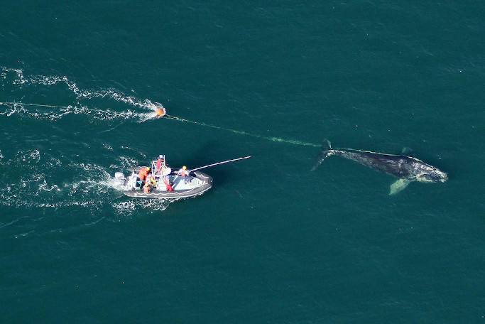 Détection des signatures acoustiques des baleines noires